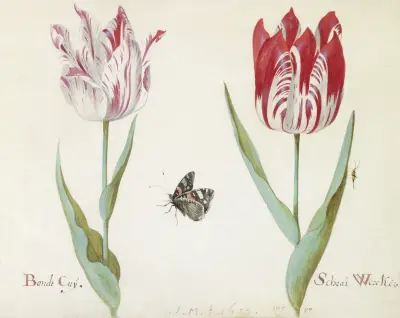Twee tulpen met atalanta en krekel Bondt Cuy Schrai Wercker av Jacob Marrel