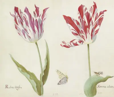 Twee tulpen met dag- en nachtvlinder Rechte Oogh Sommer schoon von Jacob Marrel