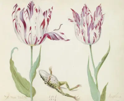 Twee tulpen met dode kiker en rups A. van Victorij Angellica av Jacob Marrel