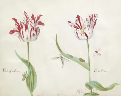 Twee tulpen met drie insecten Threhumfo de Flora Geren Gezin von Jacob Marrel