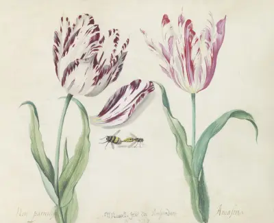 Twee tulpen met hommel en wesp Non parreillije Amasona von Jacob Marrel