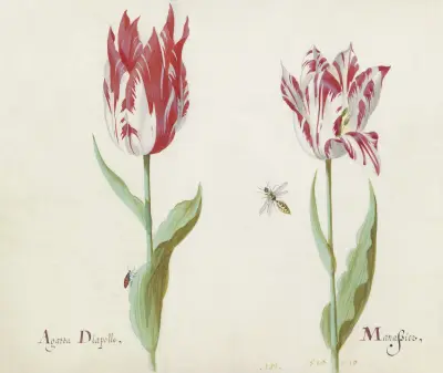 Twee tulpen met kever en wesp Agatta Diapollo Manassier von Jacob Marrel