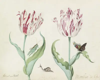 Twee tulpen met krekel, slak en vlinder Admiral van Rissel Morrillon da Costa von Jacob Marrel