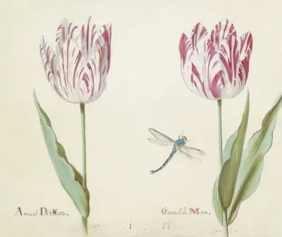 Twee tulpen met libelle Amaral De Man General de Man von Jacob Marrel