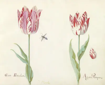 Twee tulpen met los tulpenblad en vlieg Groot Estendart Agatta Pompea von Jacob Marrel
