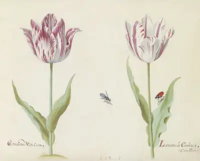 Twee tulpen met mug en kever Gemarmor van Caar Lanetta de Cambrey av Jacob Marrel