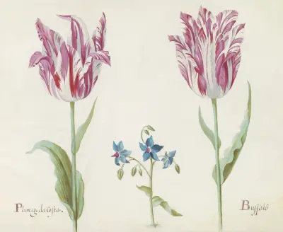 Twee tulpen met onbekende bloeiende plant Plumage da Costa Buspolo av Jacob Marrel