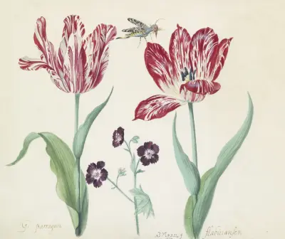 Twee tulpen met ooievaarsbek en insect G. parragun flabuiansen von Jacob Marrel