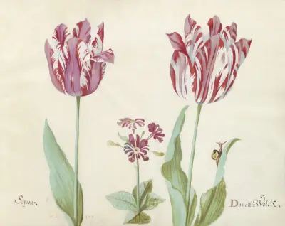 Twee tulpen met primula en slak Sepion Doncker Wolck av Jacob Marrel