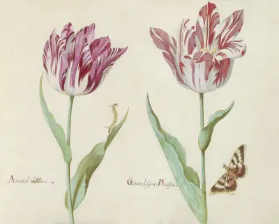Twee tulpen met rups en vlinder Amaral viflora Generalissimo Dacosta av Jacob Marrel