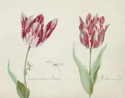 Twee tulpen met rups en waterjuffer Carmesijn met Colonbijn van Polonburgh Viz Admaral van Leijd(en) av Jacob Marrel