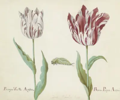 Twee tulpen met rups Parangun Vizo Rei Acosta Broene Purper Acosta von Jacob Marrel