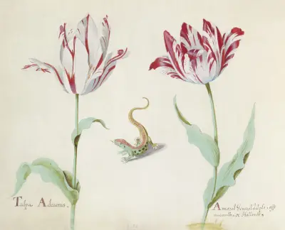 Twee tulpen met salamander Tulpa Adrianus Amaral General delphs von Jacob Marrel
