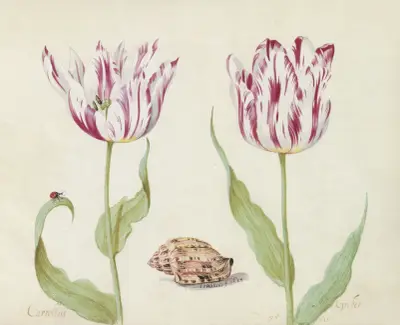 Twee tulpen met schelp en lieveheersbeestje Carrollus Greber av Jacob Marrel