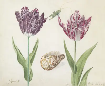 Twee tulpen met schelp en sprinkhaan von Jacob Marrel