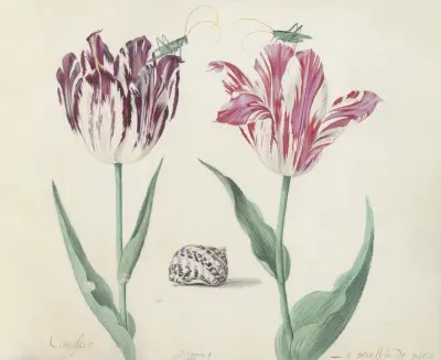 Twee tulpen met schelp en twee krekels Congaster La prinssese de paris von Jacob Marrel