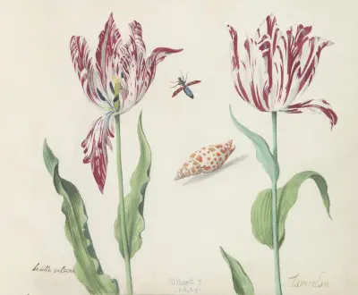 Twee tulpen met schelp en vliegende kever La bella sultana Tamerlan von Jacob Marrel