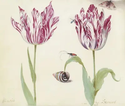 Twee tulpen met schelp, kever, vlieg en vlinder Minerva G. Standart von Jacob Marrel