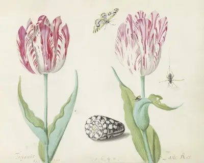 Twee tulpen met schelp, vlinder, spin en lieveheersbeestje von Jacob Marrel