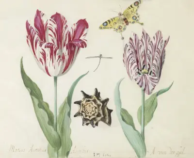 Twee tulpen met schelp, waterjuffer en vlinder Marcus Aurellius Augustus A van der Pul av Jacob Marrel