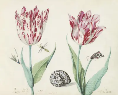Twee tulpen met slak, nachtvlinder en twee insecten von Jacob Marrel