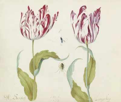 Twee tulpen met spin en vlieg in spinnenweb A. Secretarij Langschap von Jacob Marrel