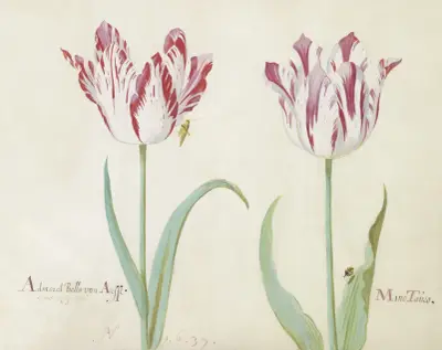 Twee tulpen met sprinkhaan en lieveheersbeestje Admaral Bello van Arsse Mino Tauro von Jacob Marrel
