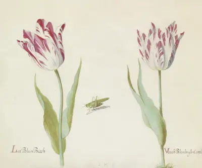 Twee tulpen met sprinkhaan Lat Blein Berch Vruch Bleinbergh Catelein von Jacob Marrel