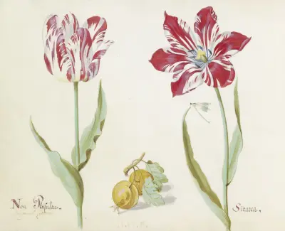 Twee tulpen met twee gele vruchten Non Plusulta Sitarea von Jacob Marrel
