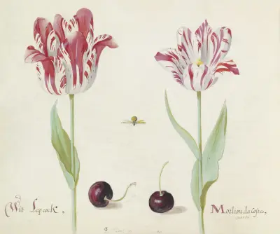 Twee tulpen met twee kersen en bij Wit Laprock Morlion da Costa av Jacob Marrel