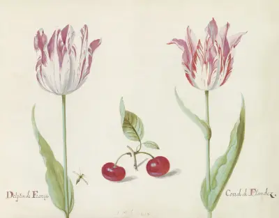 Twee tulpen met twee kersen en vlieg Delphin de Franca Conde de Flandez av Jacob Marrel