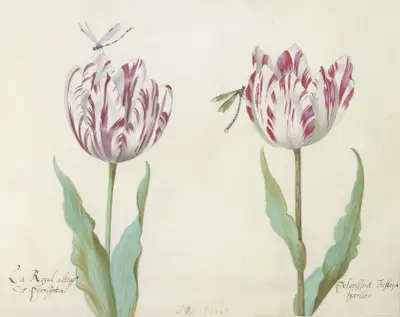 Twee tulpen met twee libellen av Jacob Marrel