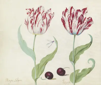 Twee tulpen met twee morellen en waterjuffer Morgen Stern Augusta von Jacob Marrel