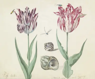 Twee tulpen met twee schelpen, twee kevers en waterjuffer Passe tout La Genouij von Jacob Marrel