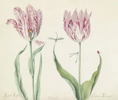 Twee tulpen met twee waterjuffers en lieveheersbeestje Agaet Roijal Winder Scheyer von Jacob Marrel