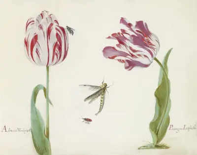 Twee tulpen met vlieg, libelle en kever Admaral Vanden eijck Parangun Liphcks av Jacob Marrel