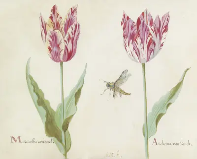 Twee tulpen met vlieg Marauilha van Coacel Arderina van Gandt av Jacob Marrel