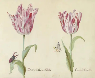 Twee tulpen met vliegend hert en vlinder Zussen de General Bol Conde de Holandt von Jacob Marrel