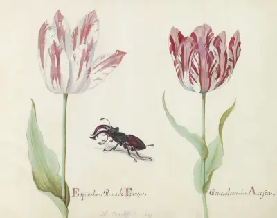 Twee tulpen met vliegend hert Espanoleta o Reina de Franca General estendart Acosta av Jacob Marrel