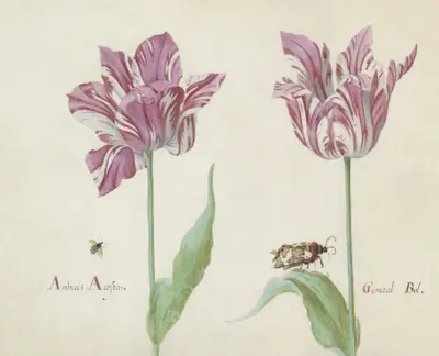 Twee tulpen met vliegende kever en beervlinder Amberez Acosta General Bol von Jacob Marrel