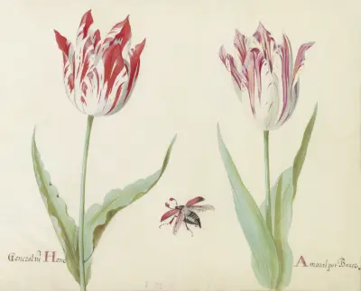 Twee tulpen met vliegende kever General va(n) Horne Amaral pot Bacer von Jacob Marrel