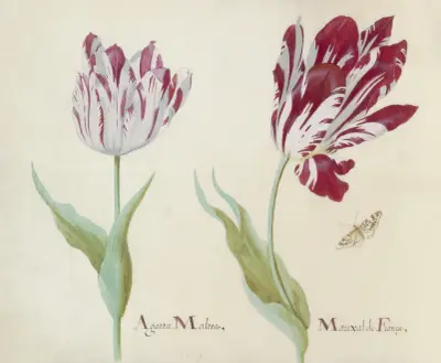 Twee tulpen met vlinder Agatta Maltea Marixal de Franca von Jacob Marrel