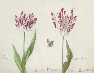 Twee tulpen met vlinder en twee waterjuffers Perlla Olinda van Burch av Jacob Marrel