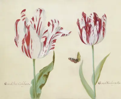Twee tulpen met vlinder General suri Cathelyn General Van der eyck von Jacob Marrel