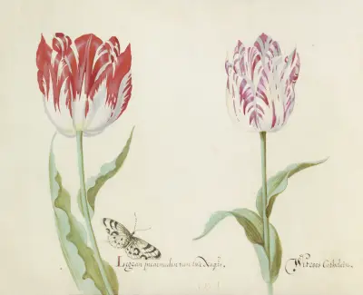 Twee tulpen met vlinder Legran incarnadin van twe Nagers Witroos Cathelein von Jacob Marrel