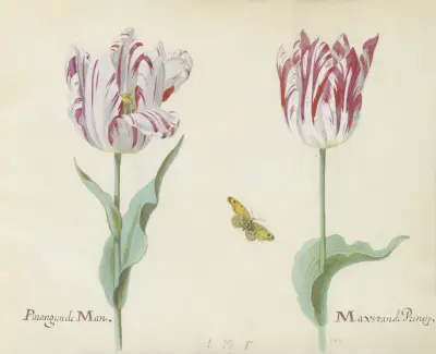 Twee tulpen met vlinder Parangunde Man Max van de Princip von Jacob Marrel