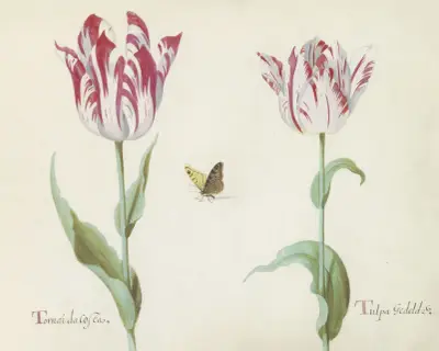 Twee tulpen met vlinder Tornau da Costa Tulpa Gedeldr(i)g av Jacob Marrel