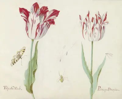 Twee tulpen met vlinder, vlieg en spinnenweb Tulpa voor Windt Princepe Dacosta av Jacob Marrel