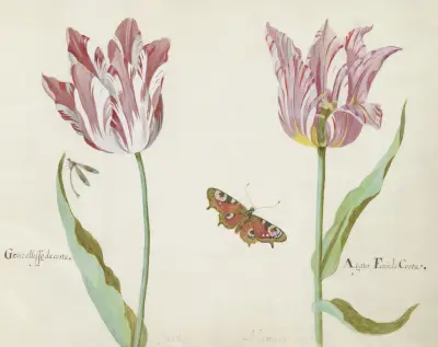 Twee tulpen met waterjuffer en dagpauwoog Generallisso da costa Agata Fenis da Costa av Jacob Marrel