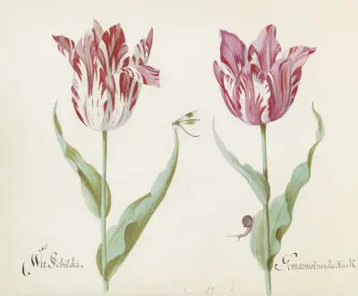 Twee tulpen met waterjuffer en slak Wit Schilder Germarmol van der Heick von Jacob Marrel